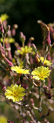 Salat i blomst