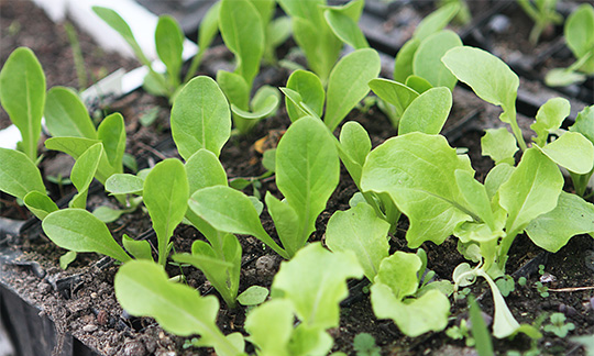 Forkulitveret salat