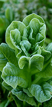 Salat tåler kun lidt frost