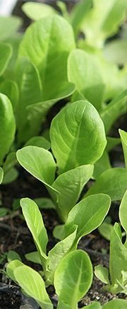 Forkultiverede salatplanter