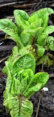 Salat i januar