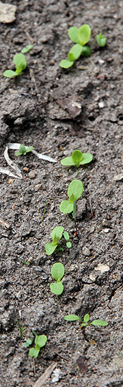 salatplanter