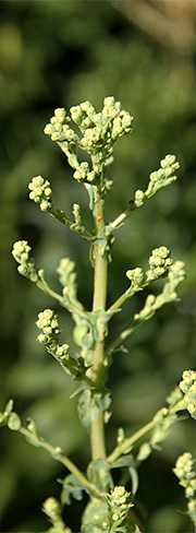 Salat knopper