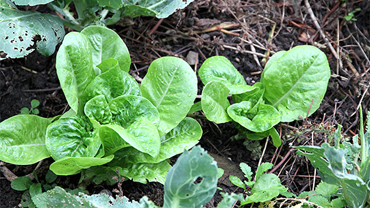 Salatplanter