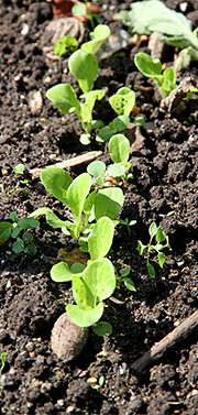 Salatplanter