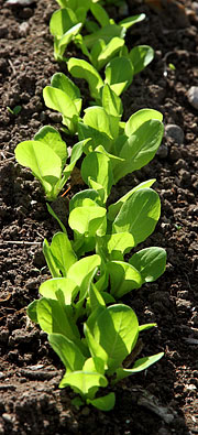 små salatplanter