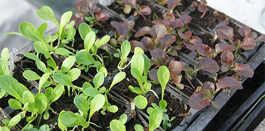 salatplanter