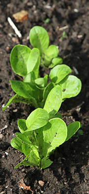 Salatplanter i tæt bestand.