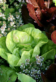 timian og salat