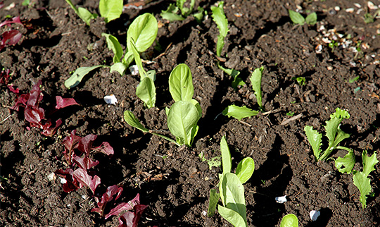 Udplantede salatplanter