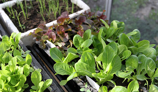Udplantningsplanter i drivhuset