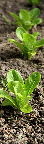 Salat udplantet under fiberdug