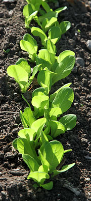 Salatplanter til udplantning