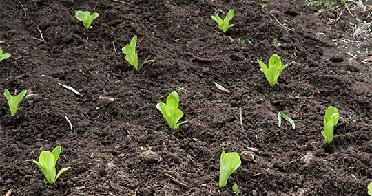 salatplanter