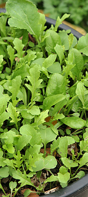 salatblade af rucola, spinat og pak choi