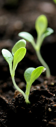 Kimplanter af salat