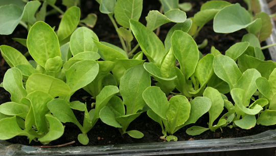 salatplanter