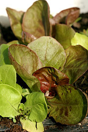 Salatplanter til udplantning