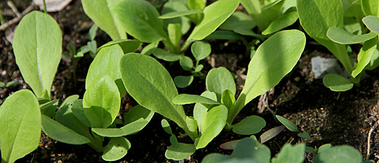 salatplanter til udplantning