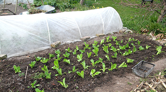 Salatplanter udplantet