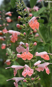 Salvia coccinea