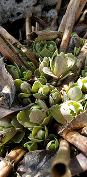 Sankthansurt i april efter en lang vinter