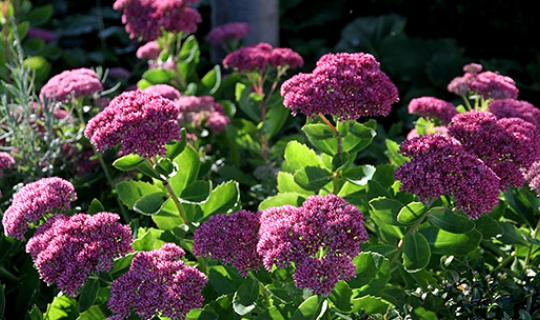 sankthansurt i blomst