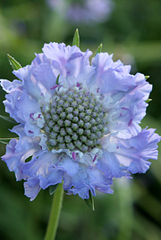 Scabiose