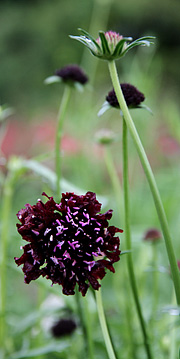 Scabiose