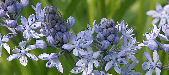 Italiensk scilla