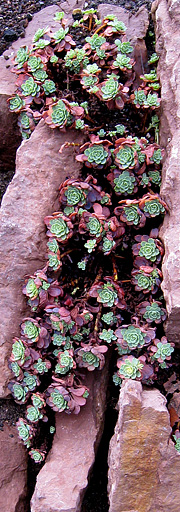 Afghansk stenurt, Sedum pachyclados