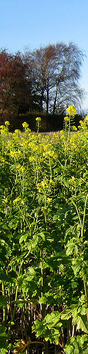 Sennep med gule blomster