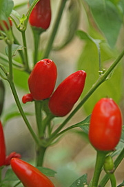 Chilier er modne til at høste