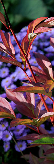 Silkepæon med røde blade