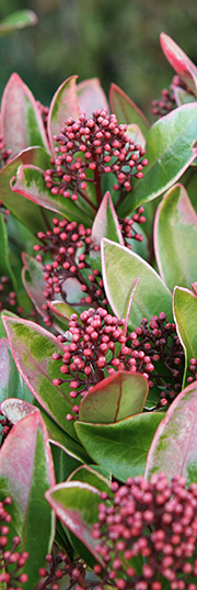 skimmia