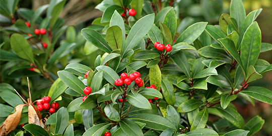 Skimmia japonica