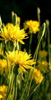 Skorzonerrod i blomst