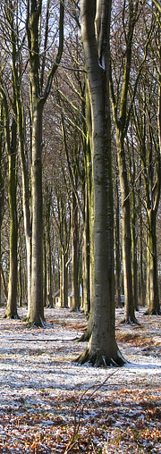 Bøgeskov i februar