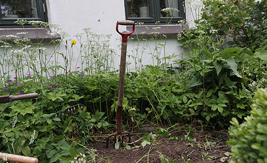 skvalderkål fjernes