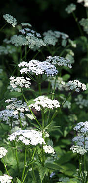 Skvalderkål med de smukke hvide blomster