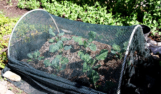 net over kål