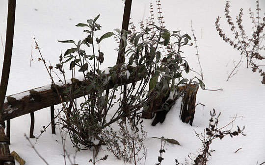 Krydderurter i sneen