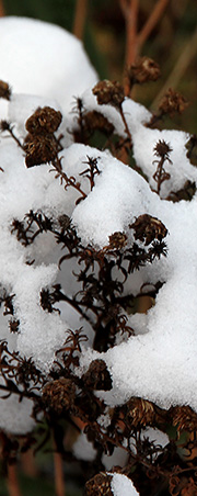 Visne små blomster i sne