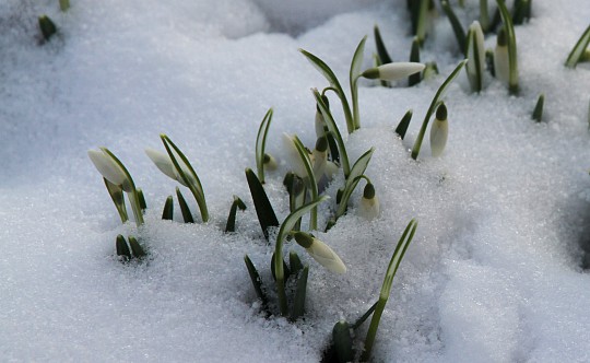 Vintergækker i sne i februar