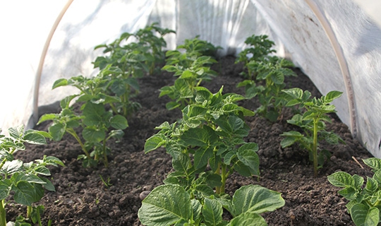 Kartoffelplanter under fiberdug