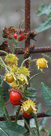 fire-and-ice plant