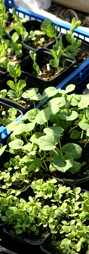 Forkultivering af sommerblomster