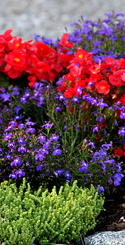 Sommerblomster i rød og blå.