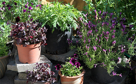 Krukker med blomster