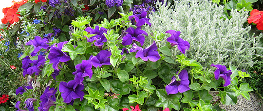 Sommerblomster i kulører